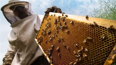 Bee removal cost. Things To Know About Bee removal cost. 
